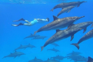 Dolphin Tour, Kuza Cave, The Rock Restaurant, Emerson Spice