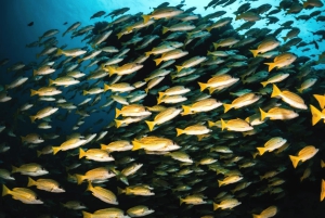 Dolphin Tour, Caverna Ngonga, Caverna Kuza, Lagoa Azul, The Rock