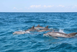 Dolphin Tour, Ngonga Cave, Kuza Cave, Paje Beach, The Rock