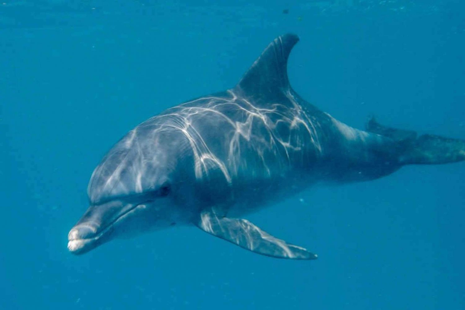 Delfintur og snorkling på Mnemba-øen Zanzibar