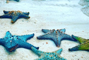 Dolphin Tour, Starfish Adventure, The Rock, Emerson Spice
