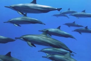 Wycieczka po delfinach, wycieczka po rozgwiazdach, BlueLagoon, The Rock, jaskinia Kuza