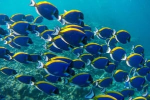 Wycieczka po delfinach, wycieczka po rozgwiazdach, BlueLagoon, The Rock, jaskinia Kuza