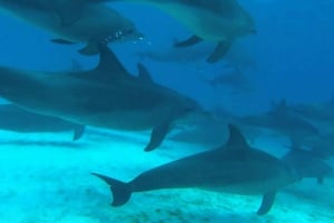 Dolphin & Tumbatu Island Snorkeling