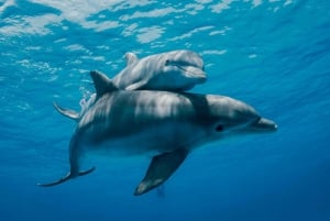 Plongée en apnée sur les dauphins et l'île de Tumbatu