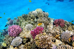 Delfiinikierros + mnemban saaren snorklaus + salaam turles