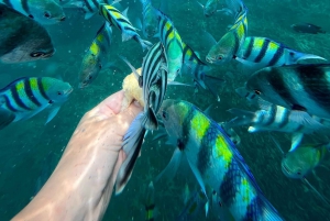 Delfiinikierros + mnemban saaren snorklaus + salaam turles