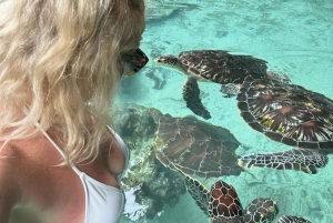 Delfiinikierros + mnemban saaren snorklaus + salaam turles