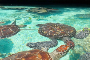 Delfiinikierros + mnemban saaren snorklaus + salaam turles