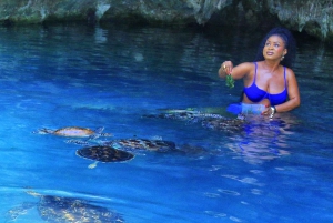 Delfiinikierros + mnemban saaren snorklaus + salaam turles