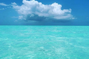 Delfiinikierros + mnemban saaren snorklaus + salaam turles