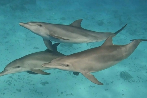Excursión con delfines y snorkel en la isla Mnemba de Zanzíbar