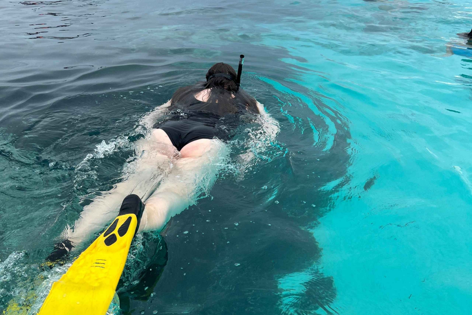Delfintur, simma med sköldpaddor Fristad, Prison Island