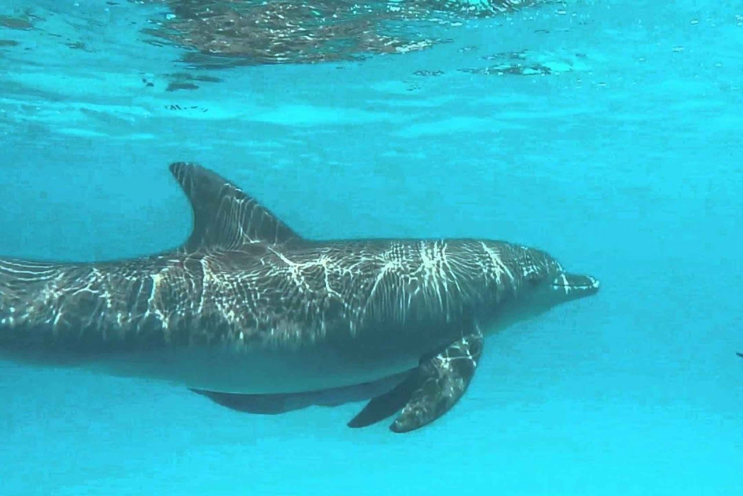 Dolfijnen Tour en zwemmen met schildpadden in Aquarium en Lunch