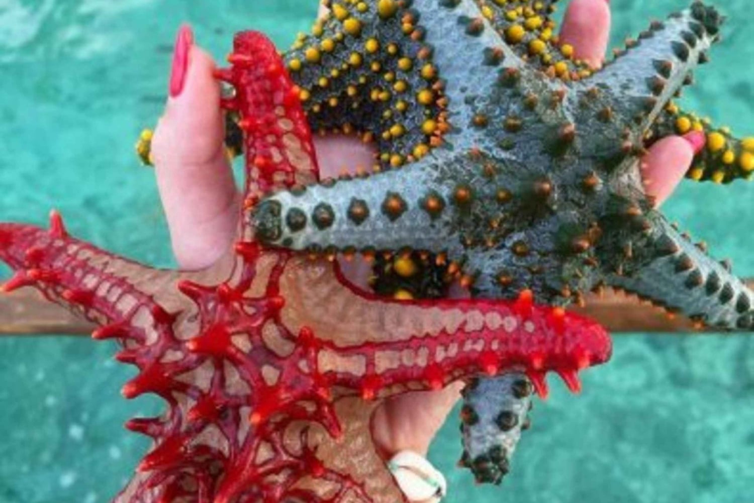 Øko-snorkling i Mnemba – delfiner, bæredygtigt rev og søstjerner