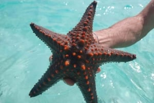 Øko-snorkling i Mnemba – delfiner, bæredygtigt rev og søstjerner