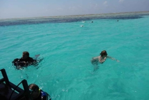 Øko-snorkling i Mnemba – delfiner, bæredygtigt rev og søstjerner