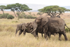 Elephant Safari Discover Tanzania