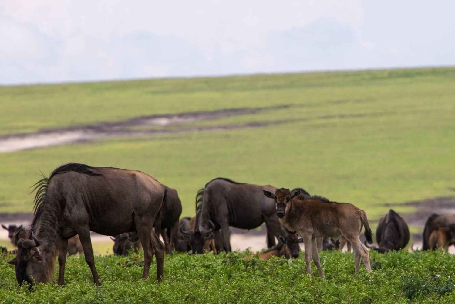 Entebbe: 9-daagse gorilltrektocht in Oeganda & safari in Tanzania