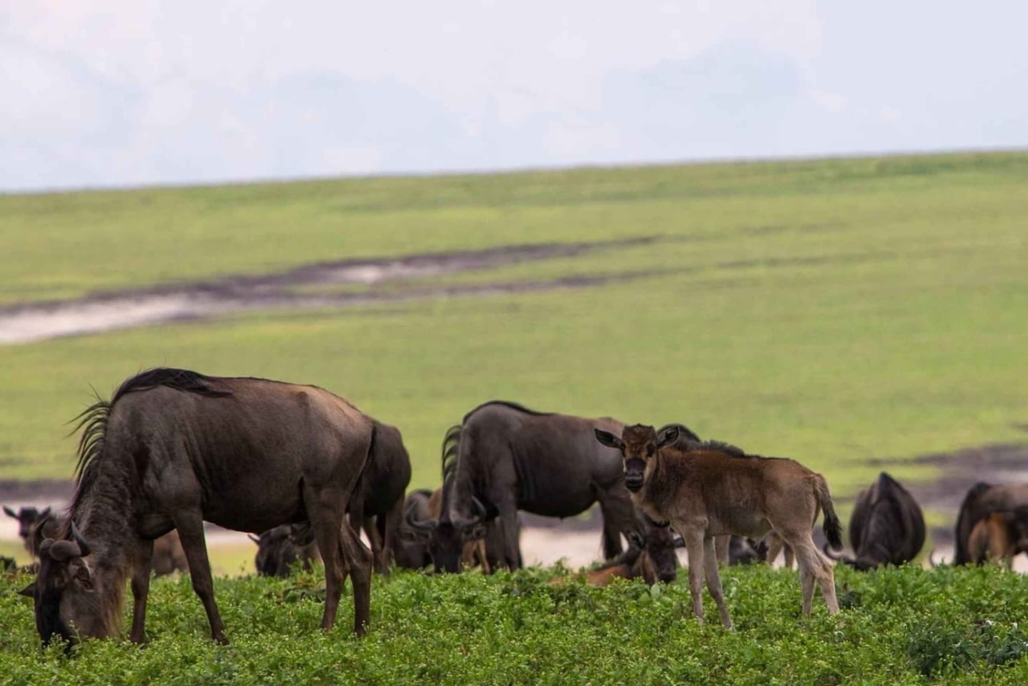Entebbe: 9 dias de trekking com gorilas no Uganda e safari na Tanzânia