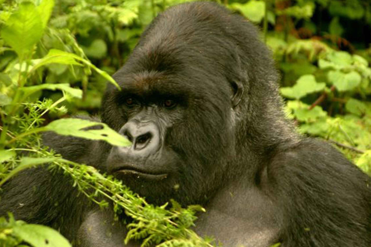 Entebbe: 9 dias de trekking com gorilas no Uganda e safari na Tanzânia