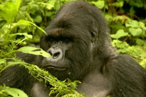 Entebbe: 9 dias de trekking com gorilas no Uganda e safari na Tanzânia