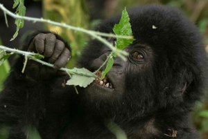 Entebbe: 9 dias de trekking com gorilas no Uganda e safari na Tanzânia
