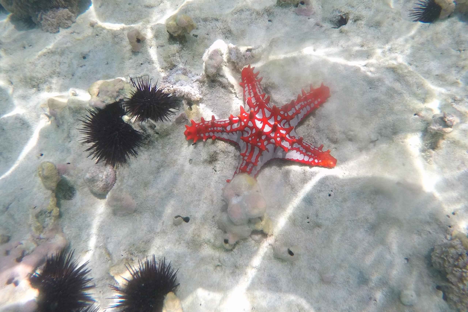 ザンジバルのジャンビアニで特別なプライベートダウ船シュノーケリングツアーをお楽しみください