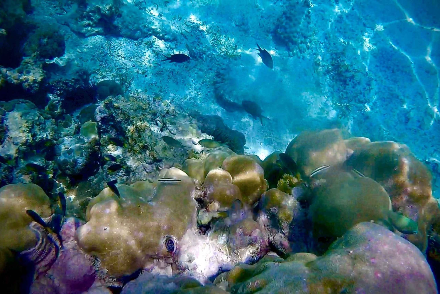 ザンジバルのジャンビアニで特別なプライベートダウ船シュノーケリングツアーをお楽しみください