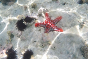 ザンジバルのジャンビアニで特別なプライベートダウ船シュノーケリングツアーをお楽しみください