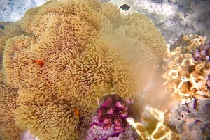 ザンジバルのジャンビアニで特別なプライベートダウ船シュノーケリングツアーをお楽しみください