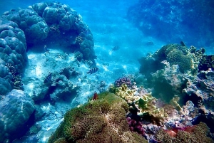 ザンジバルのジャンビアニで特別なプライベートダウ船シュノーケリングツアーをお楽しみください