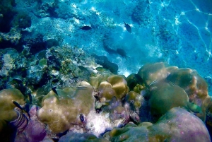 ザンジバルのジャンビアニで特別なプライベートダウ船シュノーケリングツアーをお楽しみください