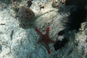 ザンジバルのジャンビアニで特別なプライベートダウ船シュノーケリングツアーをお楽しみください