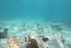 ザンジバルのジャンビアニで特別なプライベートダウ船シュノーケリングツアーをお楽しみください