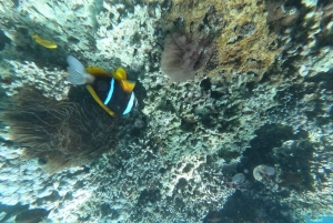 ザンジバルのジャンビアニで特別なプライベートダウ船シュノーケリングツアーをお楽しみください