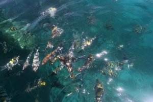 ザンジバルのジャンビアニで特別なプライベートダウ船シュノーケリングツアーをお楽しみください