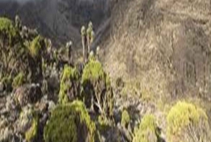 1-daagse Kilimanjaro Shira Plateau Cathedral Point-trektocht