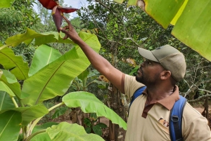 Sansibar: Tutustu maustetilakierrokseen (Spice Farm Tour)