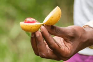 Zanzibar: Spice Farm with Lunch & Stone Town Walking Tour