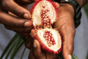 Zanzibar: Spice Farm with Lunch & Stone Town Walking Tour