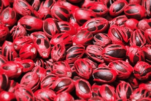 Zanzibar: Spice Farm with Lunch & Stone Town Walking Tour