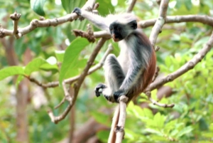 ジョザニとマングローブ林を探索