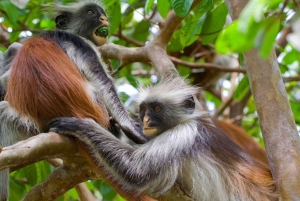 ジョザニとマングローブ林を探索