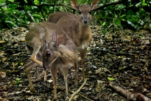 ジョザニとマングローブ林を探索