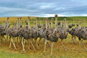 Flight Adventure from Zanzibar to Nyerere NP: 2 Days 1 Night