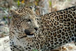 Flight Adventure from Zanzibar to Nyerere NP: 2 Days 1 Night