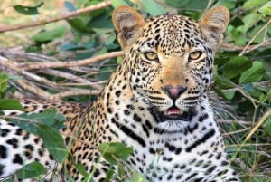 Flight Adventure from Zanzibar to Nyerere NP: 2 Days 1 Night