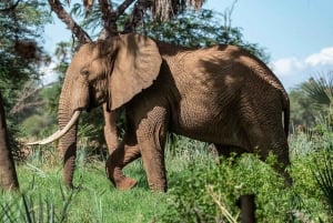 Flight Adventure from Zanzibar to Nyerere NP: 2 Days 1 Night