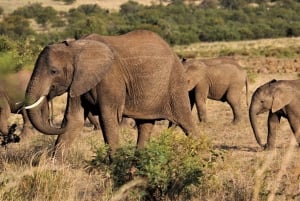 Flight Adventure from Zanzibar to Nyerere NP: 2 Days 1 Night